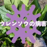 ホウレンソウ（ほうれん草）の病害虫