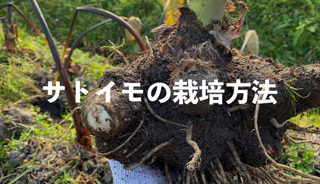 サトイモ（里芋）の栽培方法・育て方のコツ