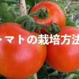 トマト・ミニトマトの栽培方法・育て方のコツ