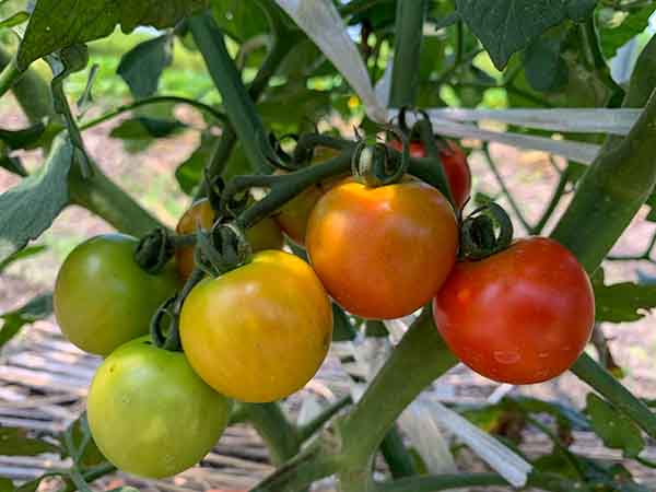 色付いてきた中玉トマト