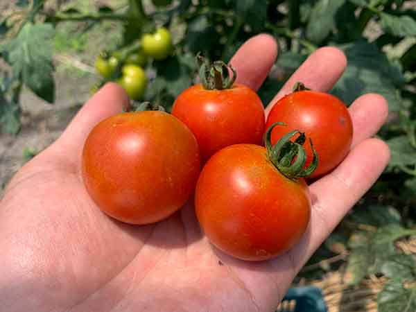 中玉トマトの収穫