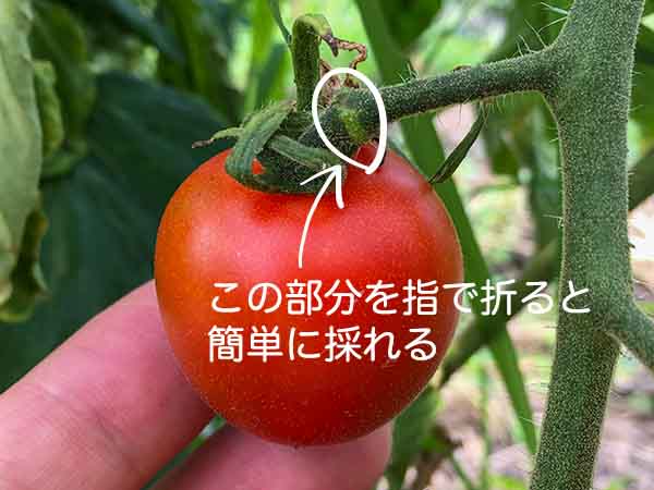 トマトの先端を指で折ると簡単に収穫できる