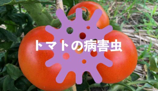 トマトの病気と害虫
