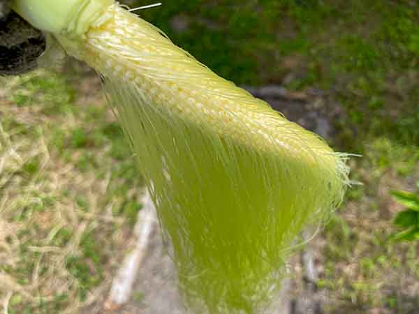 絹糸は、トウモロコシの粒と繋がっている