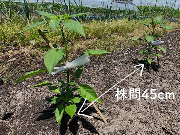 シシトウ・トウガラシ苗の植え付けと仮支柱