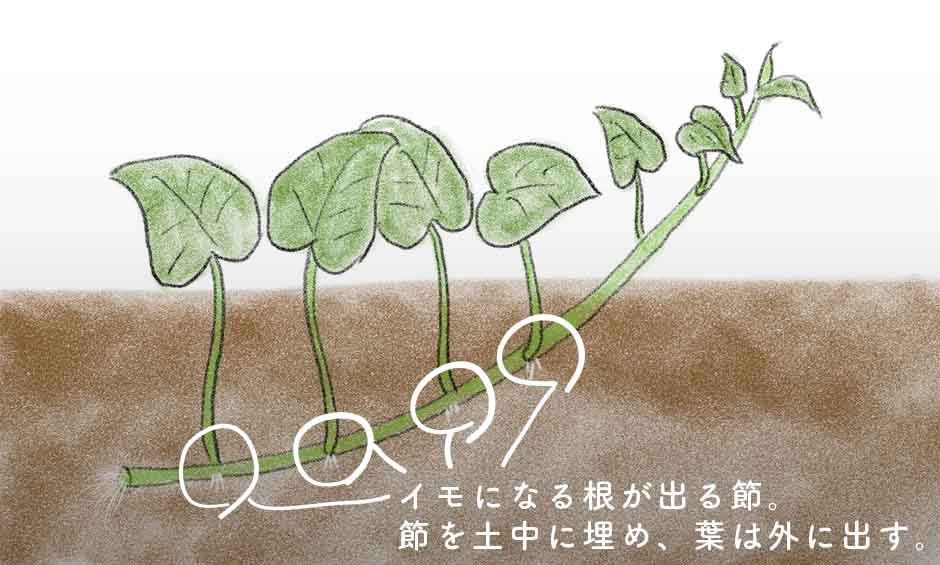 サツマイモ苗の植え付け方