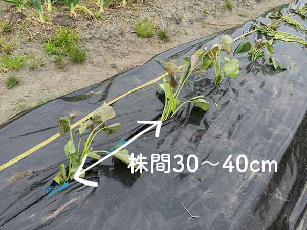 植え付けたサツマイモ苗（株間30-40cm）
