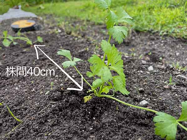 セロリ苗の植え付け・株間