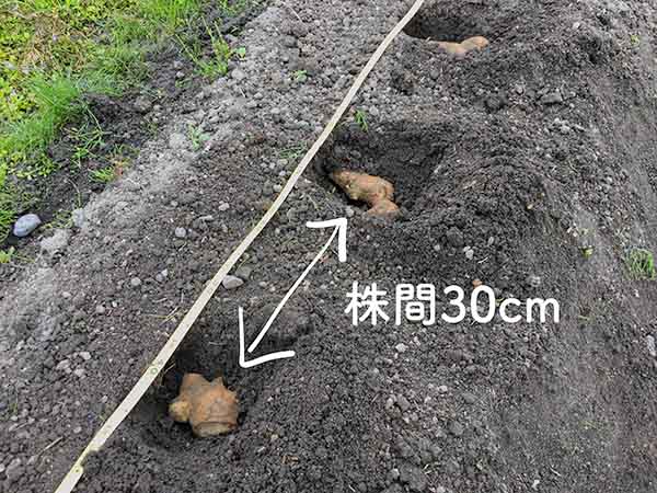 種ショウガの植え付け・株間