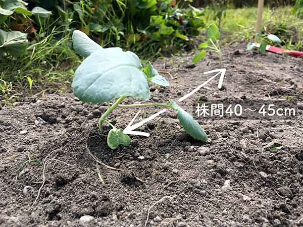 ブロッコリー苗の植え付け・株間