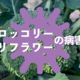 ブロッコリー・カリフラワーの病害虫