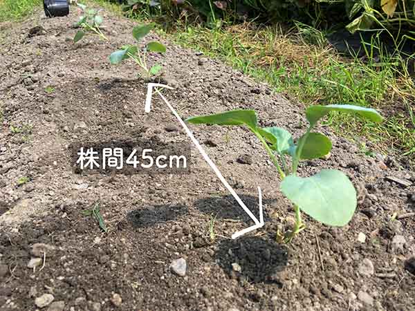 カリフラワー苗の植え付け・株間