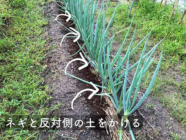 長ネギの土寄せの方法