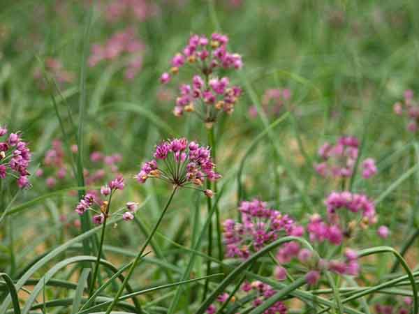 ラッキョウの花