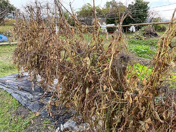 収穫した大豆を株ごと干している