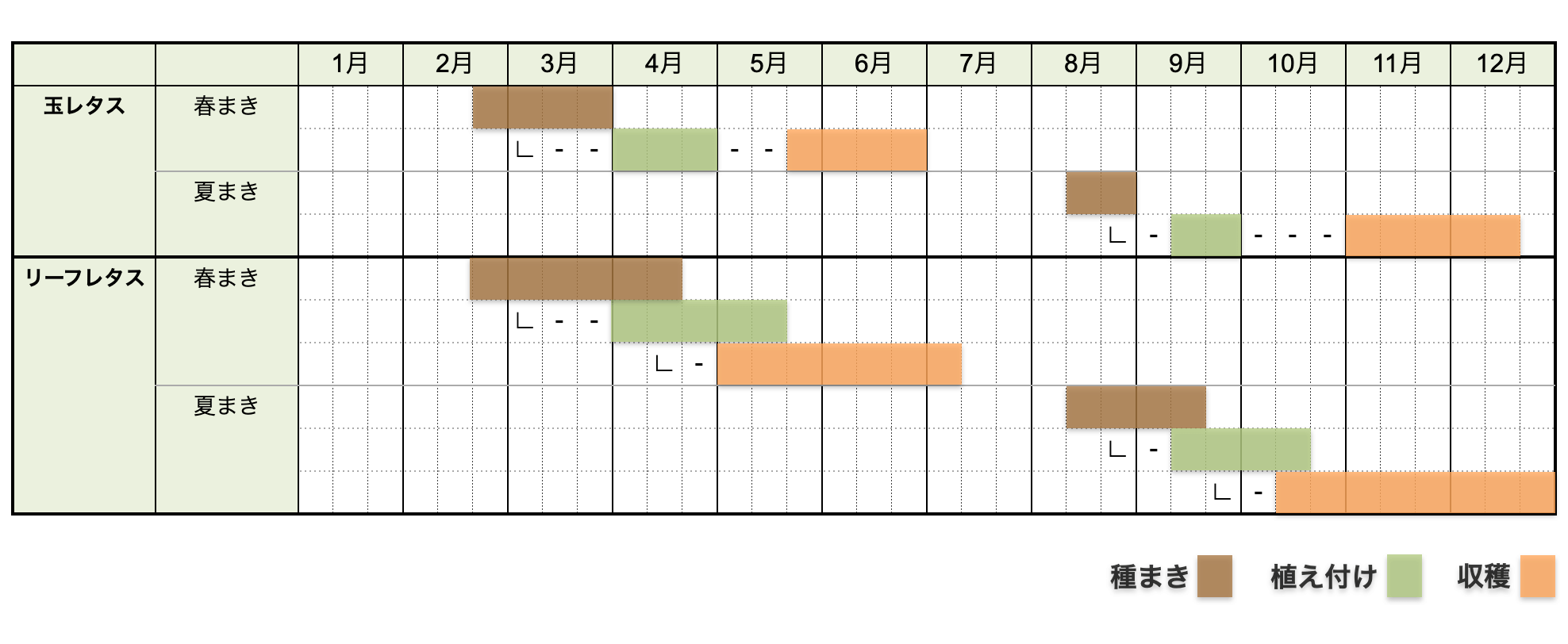 レタスの栽培時期・栽培カレンダー