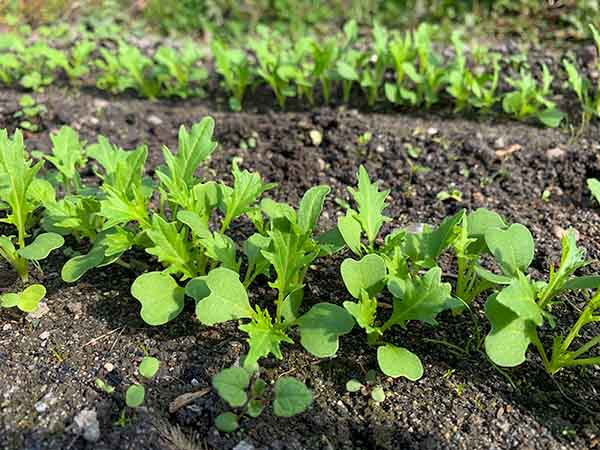 ミズナ（水菜）の間引き