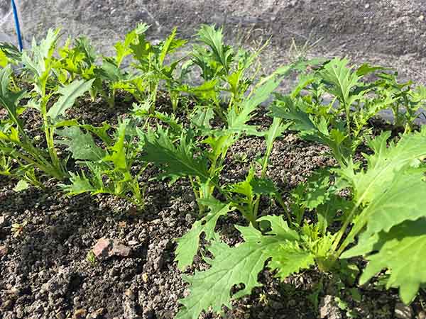 ミズナ（水菜）の間引き