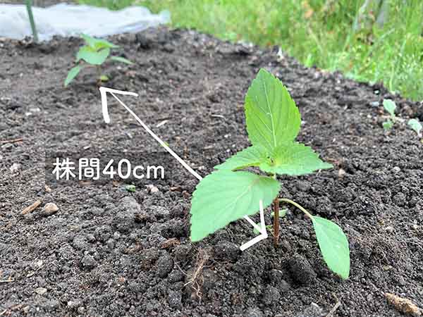 シソの苗の植え付け・株間