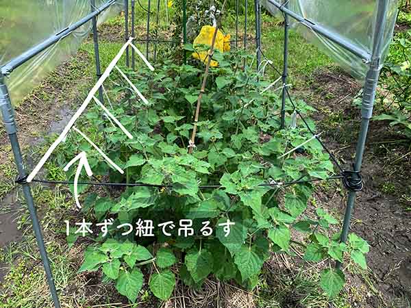 雨よけ屋根の支柱を使って、食用ホオズキの枝葉を吊るす