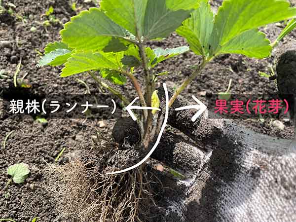 イチゴ苗の植え付け向き（ランナーがない場合は沿っている形で判断）