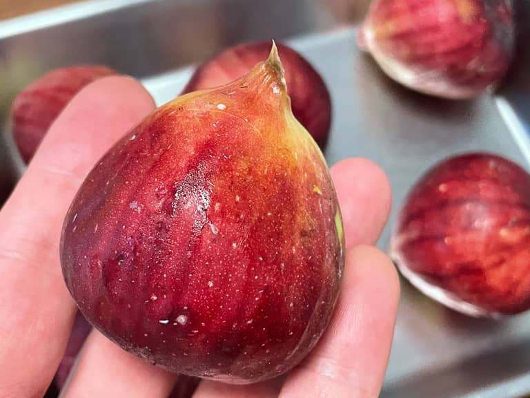 収穫したイチジク(無花果)