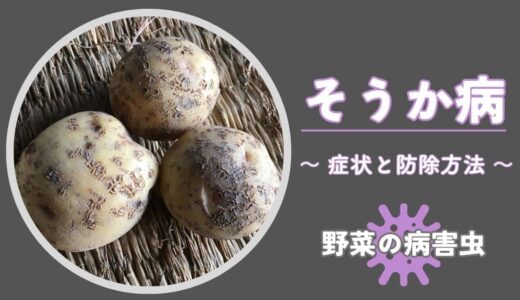 そうか病｜症状の見分け方・発生原因と防除方法