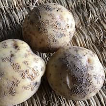 そうか病の症状と対策・予防法