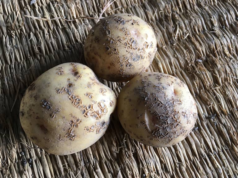 ジャガイモに発生した「そうか病」